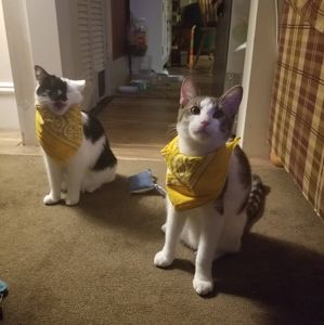 Meet your Posher, Cadie